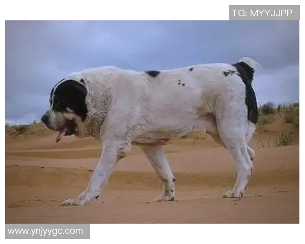 足球明星背后的猛犬伙伴们你知道多少